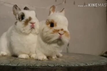 Cute Rabbit in the world