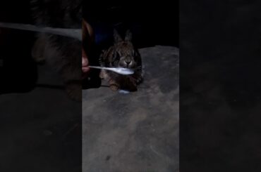 My cute little Rabbit