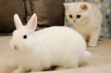 Bunny Neytiri arrived on the planet of Coco's kitten 😍