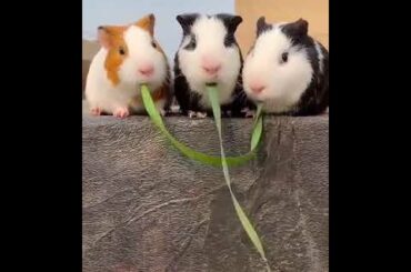 Cute video of rabbit eating grass together