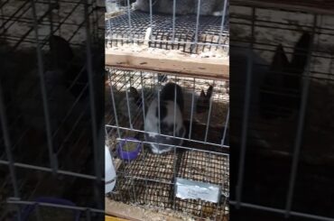 Bunny rabbit video with Dinker