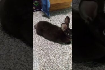 My bunny is cute!