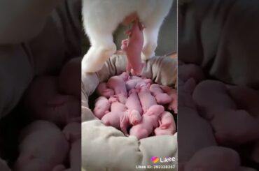 Cute rabbits ever seen