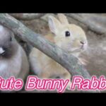 Cute Bunny Rabbit Video - Okunoshima (Rabbit Island)