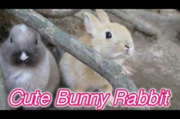 Cute Bunny Rabbit Video - Okunoshima (Rabbit Island)