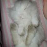 Rabbit Cute Bunny sleeps like a baby