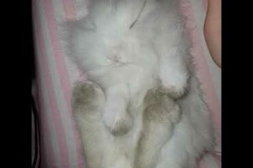 Rabbit Cute Bunny sleeps like a baby