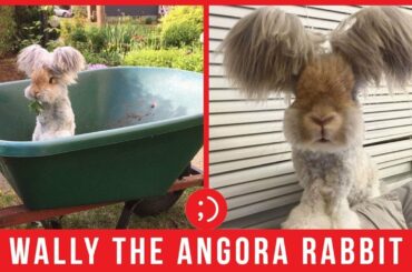 Wally the Angora Rabbit Is the Cutest Ever and Sure to Put a Smile on Your Face