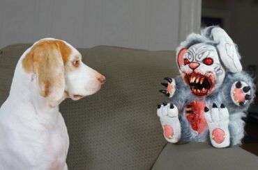 Cute Dog vs. Evil Bunnies: Cute Dog Maymo
