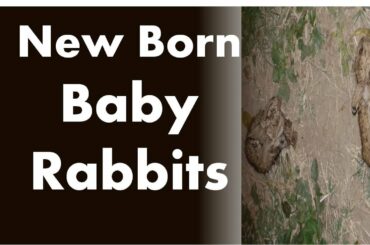 rabbit | new born rabbit | animal