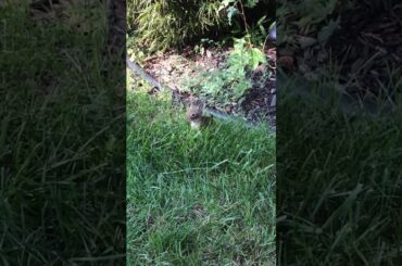 Baby Bunny Hopping/ Discovering