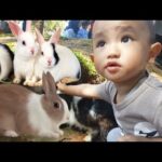 Balita Lucu Kasih Makan Kelinci | Mengenal Binatang Terbak | Feeding Cute Bunny Rabbit