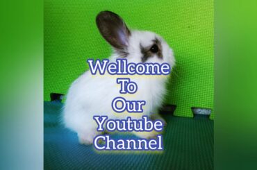 Meet kobe my cute bunny