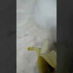Rabbit Bunny eating banana