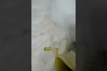Rabbit Bunny eating banana