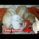 SOBRANG CUTE NA BABY BUNNIES - GROWING UP STAGES