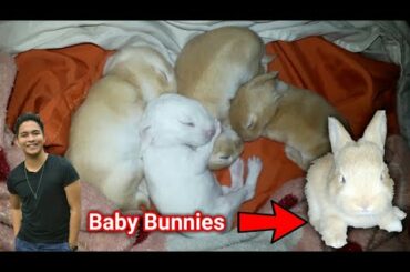 SOBRANG CUTE NA BABY BUNNIES - GROWING UP STAGES