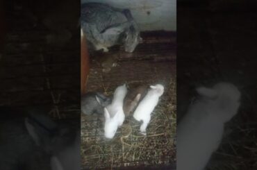 Cute bunnies with mummy