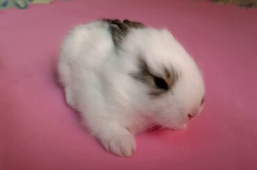 Cute little bunny fall asleep