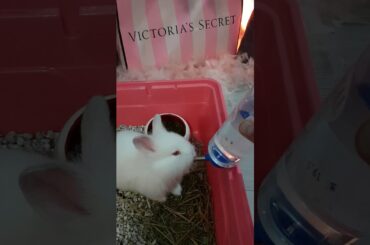 Rabbit cute Bunny drinking water