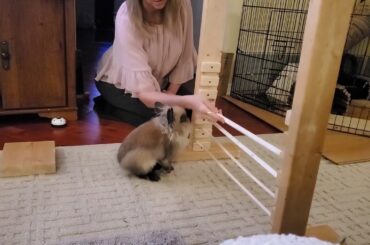 Gizmo The Baby Lionhead Rabbit Tricks " bar jump" and 'station" without the target Jan.28/20