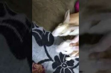 My cute pregnant rabbit