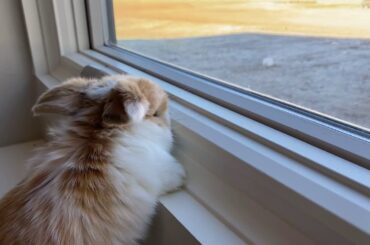 Baby bunny rabbit trying to get outside! Cute pets animals