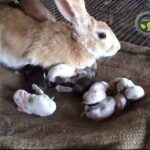 Care of Pregnant and Delivered Rabbit and Newly Born Kittens