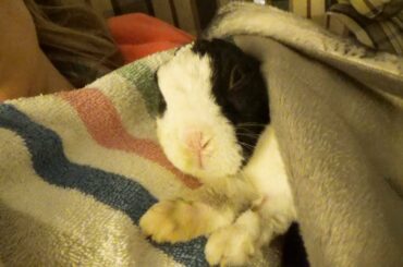 Rabbit Sleeping Under Covers