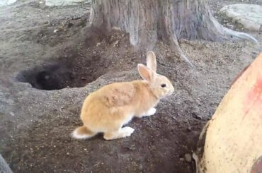 Cute rabbit