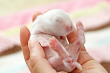 The Most Incredible Baby Bunny