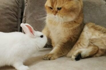 Cat William and Bunny Neytiri . DNA test 0.00% ❗😂