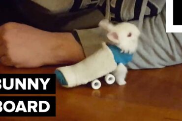 Paralyzed Baby Bunny gets a Sweet Custom 4-Wheeled Ride