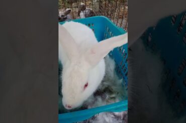 Rabbit Kamay Kaalaman: Rabbit Kidding Tips, Paano Maiiwasan na Mamatayan ng Kits?