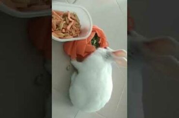 Cute Rabbit, By : Nehayet Hasan Sobuz, Call: 01750506913