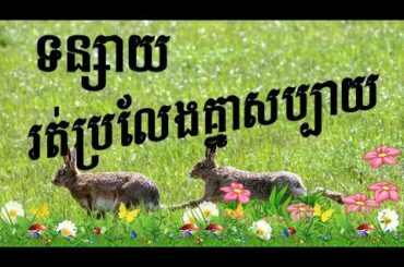 សត្វទន្សាយ - Rabbits - Rabbits Playing On The Grass Garden - Funny Rabbits - Cute Rabbit 2020