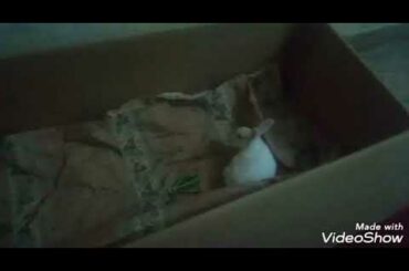 Song on a pair of cute rabbits, song mere pas tum ho