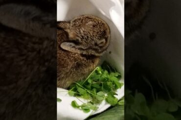 My world cultures teacher rescued a baby bunny