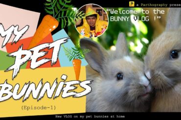 MY PET BUNNIES | Episode-1 | The Bunny Vlog | Super cute bunnies