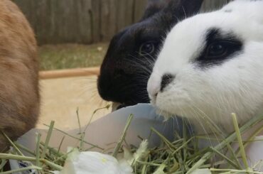 Cute bunnies eating