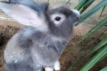 My cute bunny having their favourite palm tree leaf