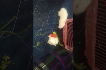 Rabbit 🐇 baby 12 day old