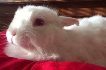 White Rabbit CLOSE UP LOOK IN RED BED SHEET