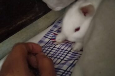 Cute American rabbit learning that he was adopted
