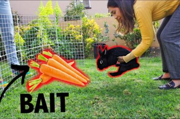 HOW TO CATCH A STRAY RABBIT