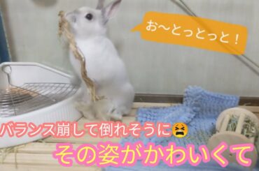立ってよろける姿、可愛いすぎる！#rabbit #子うさぎ