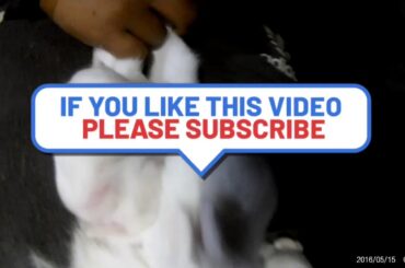 Rabbits lovely babys