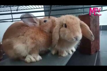 Cute Bunny Mustapa & Begum [Arnab Comel] HD