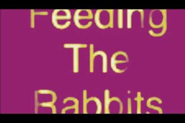 Feeding the Rabbits! Cute Bunny