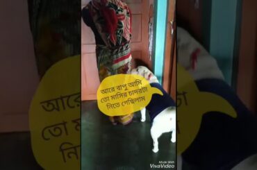 Sontu got her cute bunny back😂😂😂😂মাসিকে যতই তারাতা‌ড়ি আসতে বলি না কেন মাসি শুধু শুধু দেরি করে আ